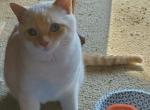 Minky x7 - Siamese Cat For Adoption - Beavercreek&comma; OH&comma; US