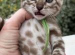 Mink boy - Bengal Kitten For Sale - Sacramento&comma; CA&comma; US