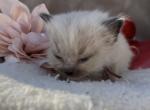 Burgundy collar female - Ragdoll Kitten For Sale - Desloge&comma; MO&comma; US