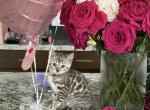 Snow Mink female - Bengal Kitten For Sale - Sacramento&comma; CA&comma; US