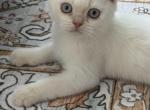 Snowball - Scottish Straight Kitten For Sale - Park Ridge&comma; IL&comma; US