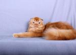 Sweet orange love - Scottish Fold Kitten For Sale - NH&comma; US