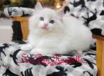 Samuel Male - Ragdoll Kitten For Sale - Lakeland&comma; FL&comma; US