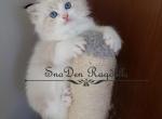 Charlie - Ragdoll Kitten For Sale - Lakeland&comma; FL&comma; US