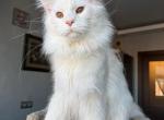 Zherom - Maine Coon Kitten For Sale - Las Vegas&comma; NV&comma; US