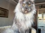 Nord - Maine Coon Cat For Sale - Dallas&comma; TX&comma; US