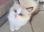 Hera - Ragdoll Kitten For Sale - Miami Lakes&comma; FL&comma; US