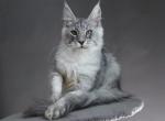Efrat - Maine Coon Kitten For Sale - Dallas&comma; TX&comma; US