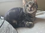 Aries - Domestic Kitten For Sale - Columbia&comma; MO&comma; US