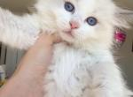 Atlas - Ragdoll Kitten For Sale - Miami Lakes&comma; FL&comma; US