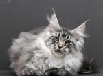 Penelopa - Maine Coon Kitten For Sale - Dallas&comma; TX&comma; US