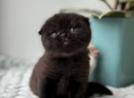 Ronnie - Scottish Fold Kitten For Sale - Los Angeles&comma; CA&comma; US