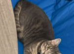 Princess - Domestic Cat For Adoption - Lancaster&comma; OH&comma; US