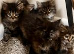 Siberian Kitten Litter - Siberian Kitten For Sale - Silver Spring&comma; MD&comma; US