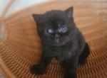 Roxy - British Shorthair Kitten For Sale - New York&comma; NY&comma; US