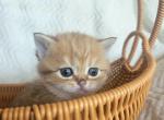 Ginger - British Shorthair Kitten For Sale - New York&comma; NY&comma; US