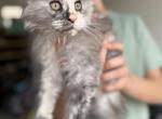 Morgana from Kingdom of Avalon litter - Maine Coon Kitten For Sale - Chandler Heights&comma; AZ&comma; US