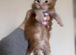 Ethan of Kingdom of Wessex litter - Maine Coon Kitten For Sale - Chandler Heights&comma; AZ&comma; US