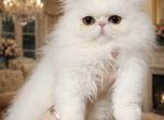 White boy - Persian Kitten For Sale - 