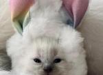 Bunny - Ragdoll Kitten For Sale - Ephrata&comma; PA&comma; US