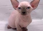 Dasha - Bambino Kitten For Sale - Miami&comma; FL&comma; US