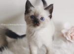 Cupcake - Ragdoll Kitten For Sale - Ephrata&comma; PA&comma; US