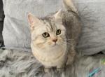 Silver male - Scottish Fold Kitten For Sale - 