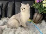 Silver - Scottish Straight Kitten For Sale - 