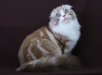 Lovely Princess - Scottish Fold Kitten For Sale - NH&comma; US