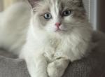 Minnie and Charlie's Litter - Ragdoll Kitten For Sale - Columbia&comma; MO&comma; US
