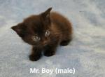 Mr Boy - Ragdoll Kitten For Sale - Swedesboro&comma; NJ&comma; US