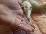 All reserved NEW LITTER SOON - Ragdoll Kitten For Sale - Lancaster&comma; PA&comma; US