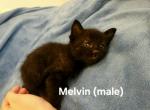 Melvin - Ragdoll Kitten For Sale - Swedesboro&comma; NJ&comma; US
