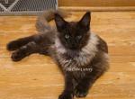 Latif Black Smoke - Maine Coon Kitten For Sale - Longmont&comma; CO&comma; US