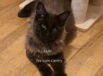 Lutfi Black - Maine Coon Kitten For Sale - Longmont&comma; CO&comma; US
