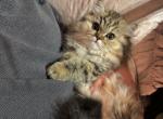 Adorable Persian Munchkin Kitten Honey - Persian Kitten For Sale - Tampa&comma; FL&comma; US