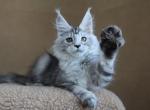 Omega Famale - Maine Coon Kitten For Sale - Las Vegas&comma; NV&comma; US
