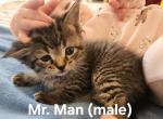 Mr Man - Ragdoll Kitten For Sale - Swedesboro&comma; NJ&comma; US