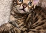 Bengal kitten - Bengal Kitten For Sale - Haverstraw&comma; NY&comma; US