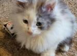 Oliver - Maine Coon Kitten For Sale - 