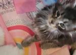 Maggie - Maine Coon Kitten For Sale - GA&comma; US