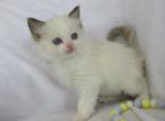 RESERVED Ragdoll Kitten MaleSealPointBiColorPickle - Ragdoll Kitten For Sale - Thorp&comma; WI&comma; US