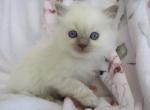 Ragdoll Kitten Female Blue Point Heather - Ragdoll Kitten For Sale - Thorp&comma; WI&comma; US