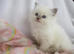 Ragdoll Kitten Female Blue Point Mitted Pet - Ragdoll Kitten For Sale - Thorp&comma; WI&comma; US
