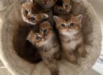 Scottish Straight and Fold Kittens - Scottish Straight Kitten For Sale - FL&comma; US