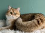 Ponochka female ny11 - Scottish Straight Kitten For Sale/Service - 