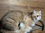 Goldy - British Shorthair Cat For Sale - 