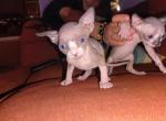 Chester - Sphynx Kitten For Sale - Penrose&comma; CO&comma; US