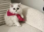Candy - Persian Kitten For Sale - Tampa&comma; FL&comma; US