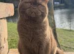 Coco - British Shorthair Cat For Sale - Jacksonville&comma; FL&comma; US